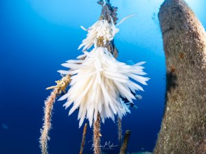 Sepia-Eier am Mast des Karwelia-Wracks auf Gozo. Sepien legen ihre Eier in länglichen Gebilden ab, die sie an Riffstrukturen oder Wracks befestigen, um durch die Strömung gut mit sauerstoffreichem Wasser versorgt zu werden.