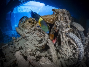 Wrack eines Motorrads im Laderaum der SS Thistlegorm. Ein bunter Besen-Lippfisch erkundet die Szene, während im Hintergrund die Sonne von oben in den Laderaum scheint und der Szene eine schöne Tiefe verleiht