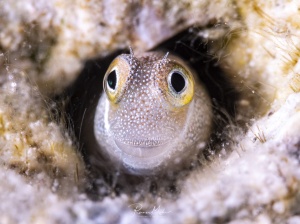 Ein Blennie versteckt sich in einem Loch in einer Koralle vor Fressfeinden. Sein Gesicht sieht aus, als würde er lächeln, was Sypathien für diese winzigen Fische weckt