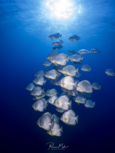 Ein Schwarm Fledermausfische im Ras Mohammed Nationalpark gegen die Sonne fotografiert. Die silbrigen Fische heben sich perfekt vom tiefen Blau des Wassers ab