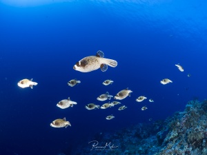 Eine Schule Masken-Kugelfische schwimmt nahe dem Riff durch das Blauwasser. Die sympatischen Fische sind normalerweise Einzeln anzutreffen, währen der Paarungszeit sind sie auch selten in großeren Gruppen anzutreffen